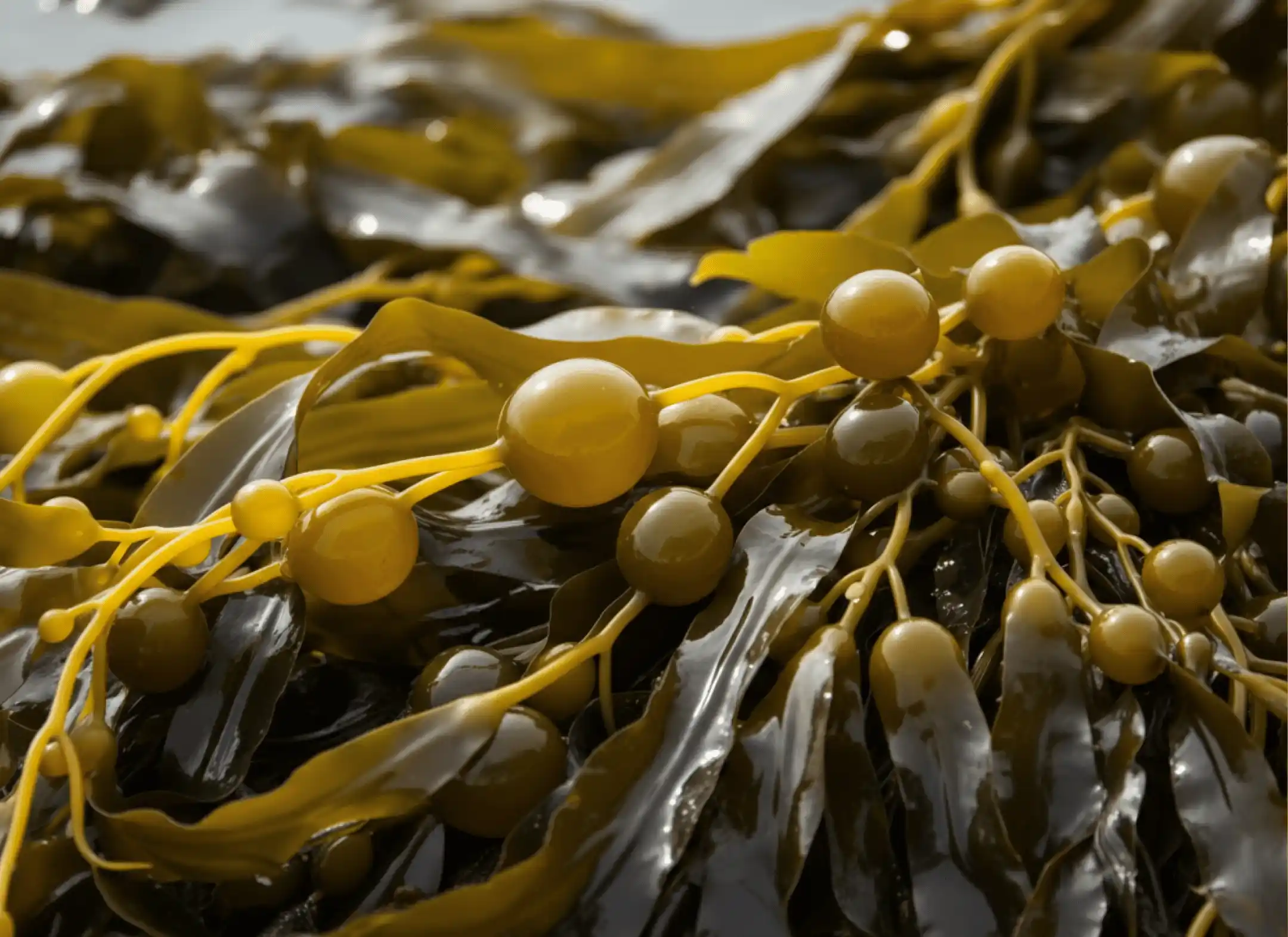 kelp